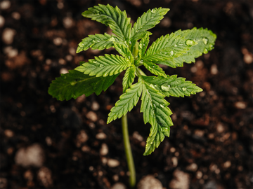 Young hemp plant with water droplets on leaves against a dark soil background.