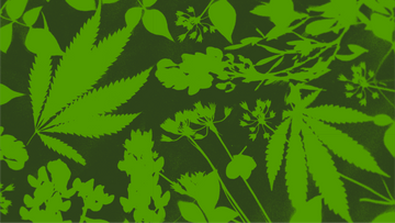 Texas grown wild flower design.