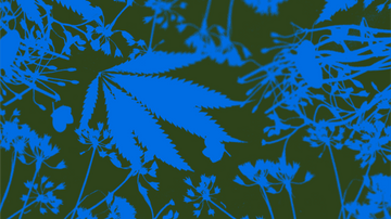 Texas grown wild flower design.