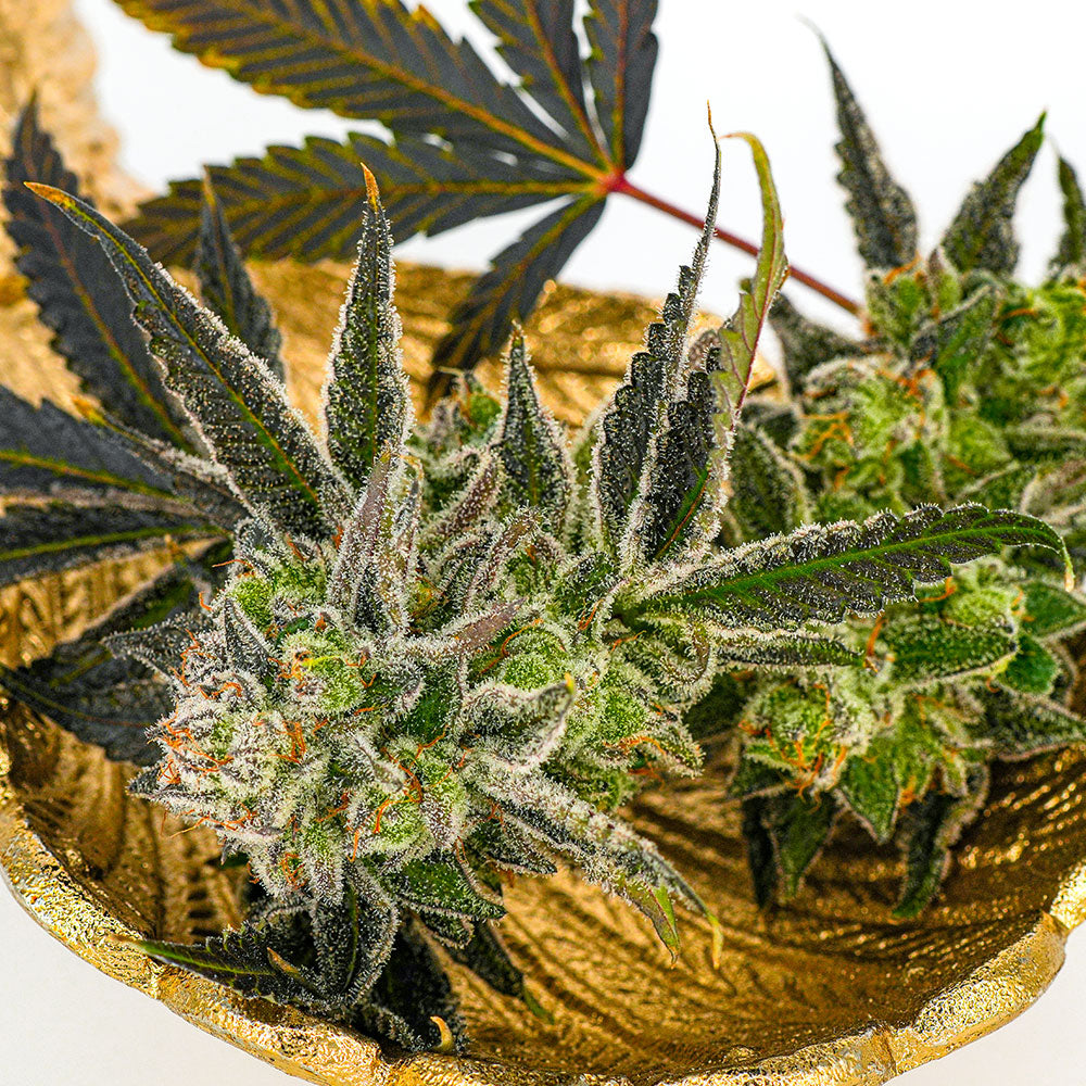 Close up of Lemon Haze Wild Flower in a gold bowl, showcasing vibrant green and frosted leaves grown in Texas living soil for mental clarity and work flow enhancement.