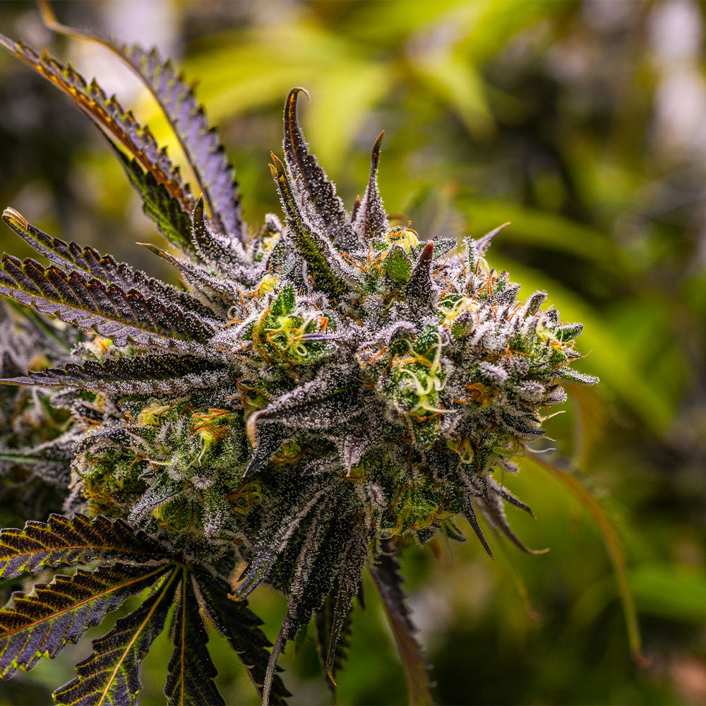 Hye Gold hemp-derived cannabis flower from Hye Harvest with frosty THCa buds and dark green leaves.