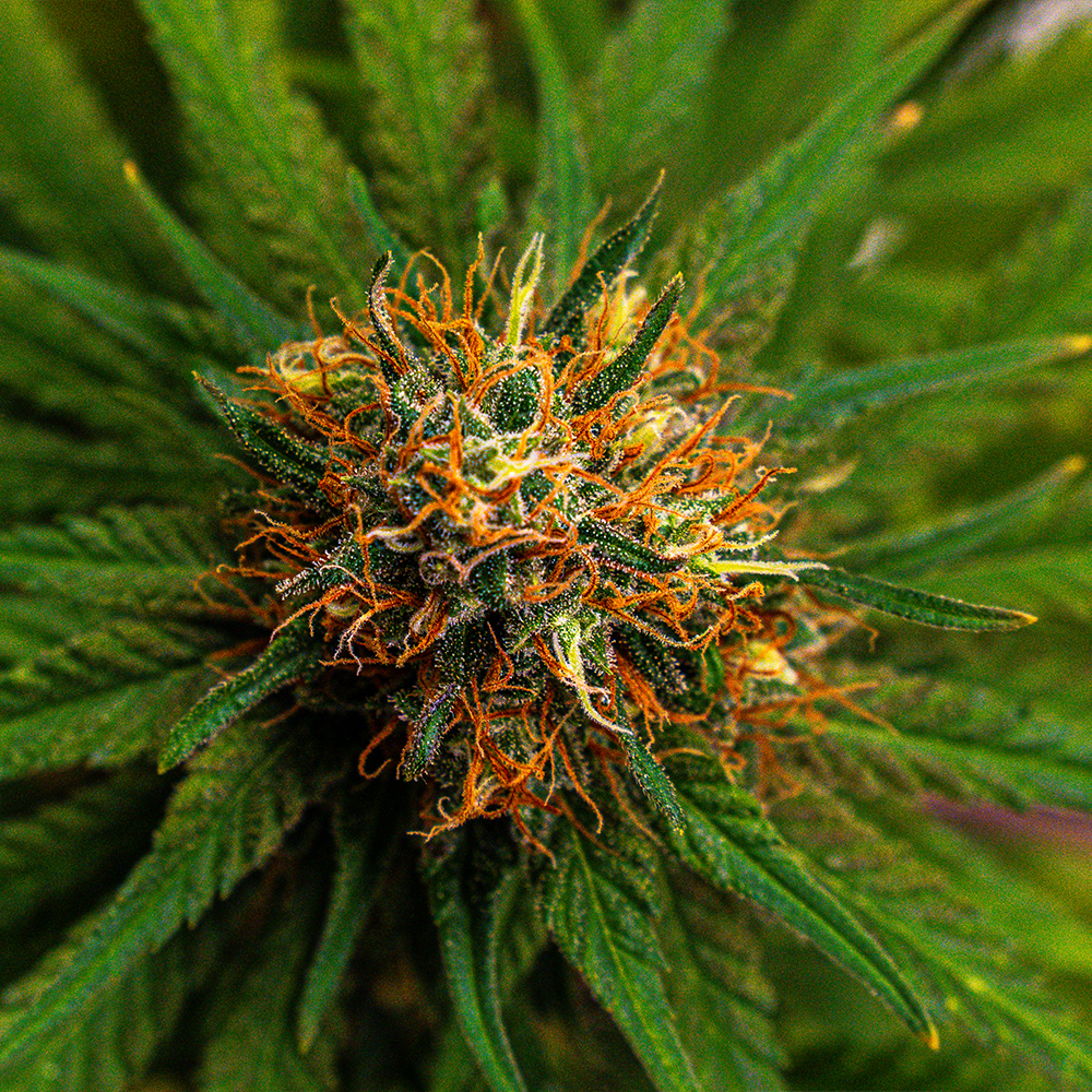 Peanut Butter Runtz Wild Flower