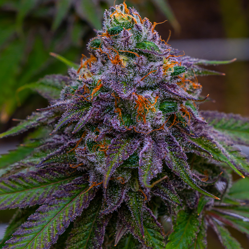 Big Poppa Wild Flower