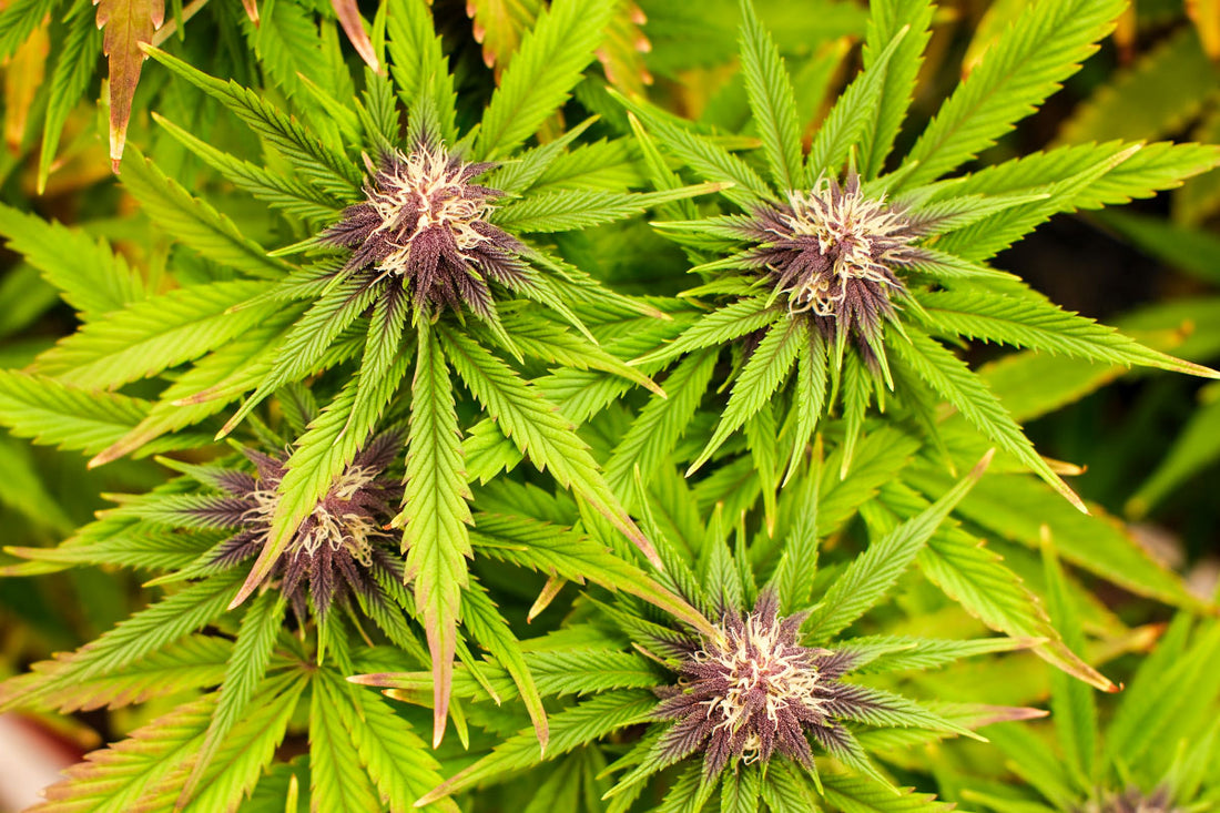 Hemp-derived cannabis CBD being grown indoors at a Texas farm.