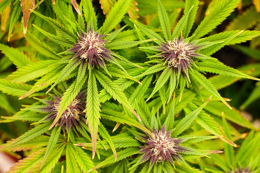 Hemp-derived cannabis CBD being grown indoors at a Texas farm.