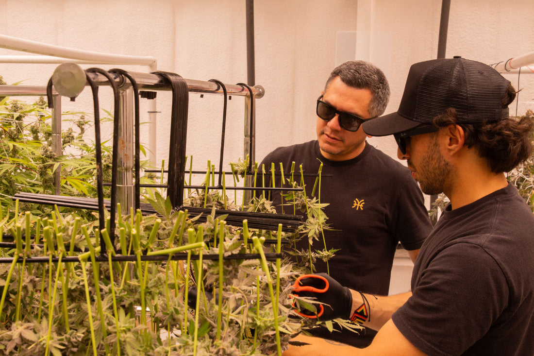 Texas Hemp farms keep up with new laws.