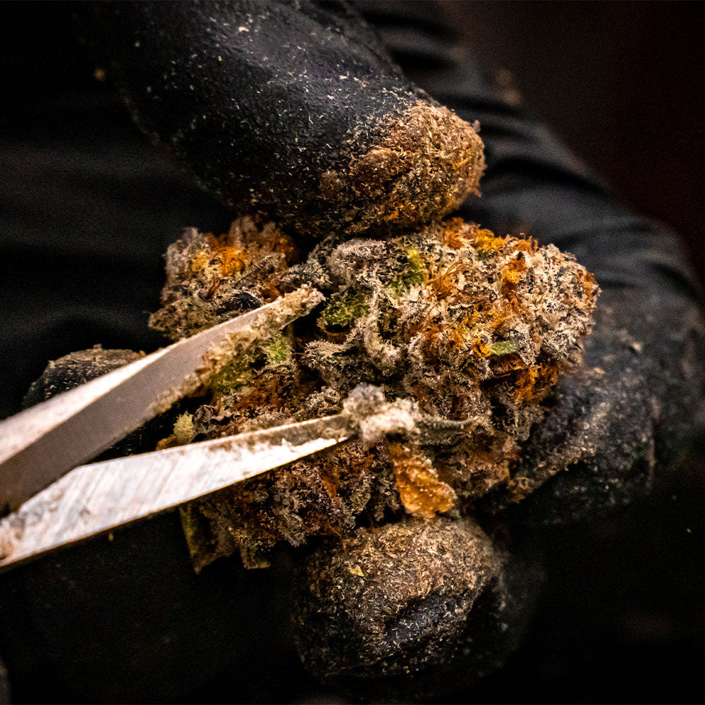 Close up view of the meticulous hand-trimming process, featuring frosted, resin-coated Wild Flower being sculpted by scissors. This detailed work highlights the purely produced, clean-burning botanicals designed for a daily reset and functional lift.