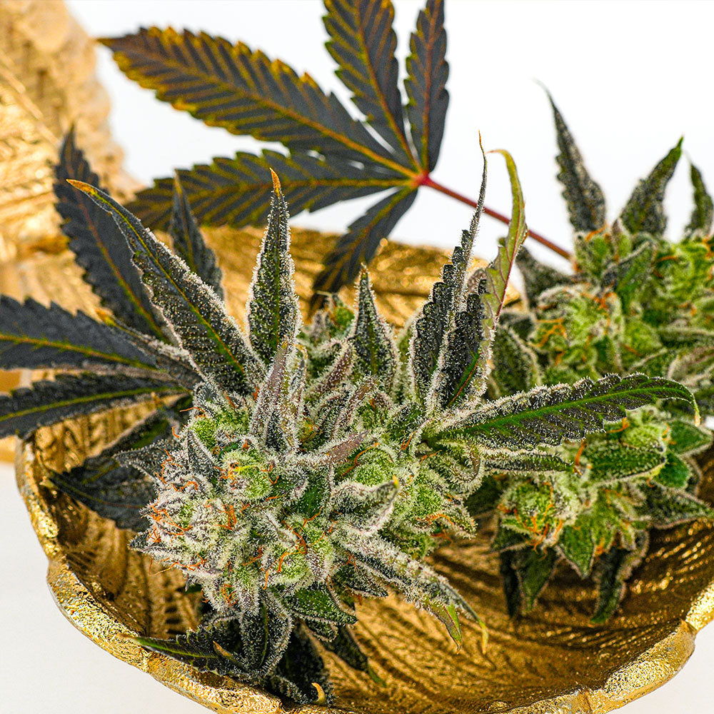 Close-up of Hye Gold THCa hemp flower from Hye Harvest, showing dense cannabis buds and trichomes.
