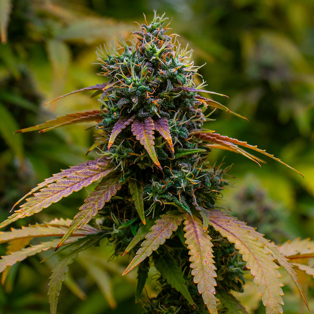 Close-up of Big Poppa THCa hemp flower grown indoors in living soil at Hye Harvest in Hye, Texas.