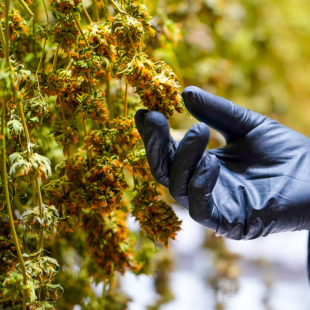 Peanut Butter Runtz hemp-derived cannabis flower from Hye Harvest, available to buy online where legal.