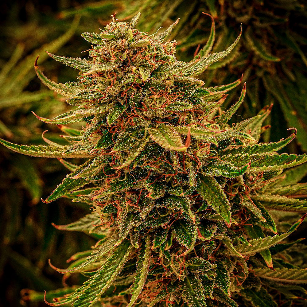 Peanut Butter Runtz THCa flower from Hye Harvest, a federally compliant hemp-derived cannabis flower grown in Texas.