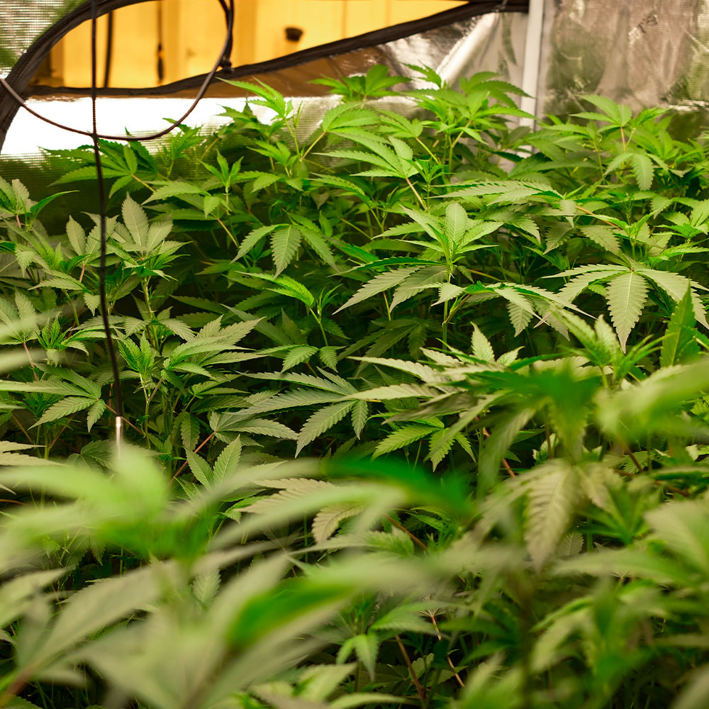 Hye Harvest growing Peanut Butter Runtz THCa hemp flower, a legal hemp-derived cannabis flower grown indoors in Hye, Texas.