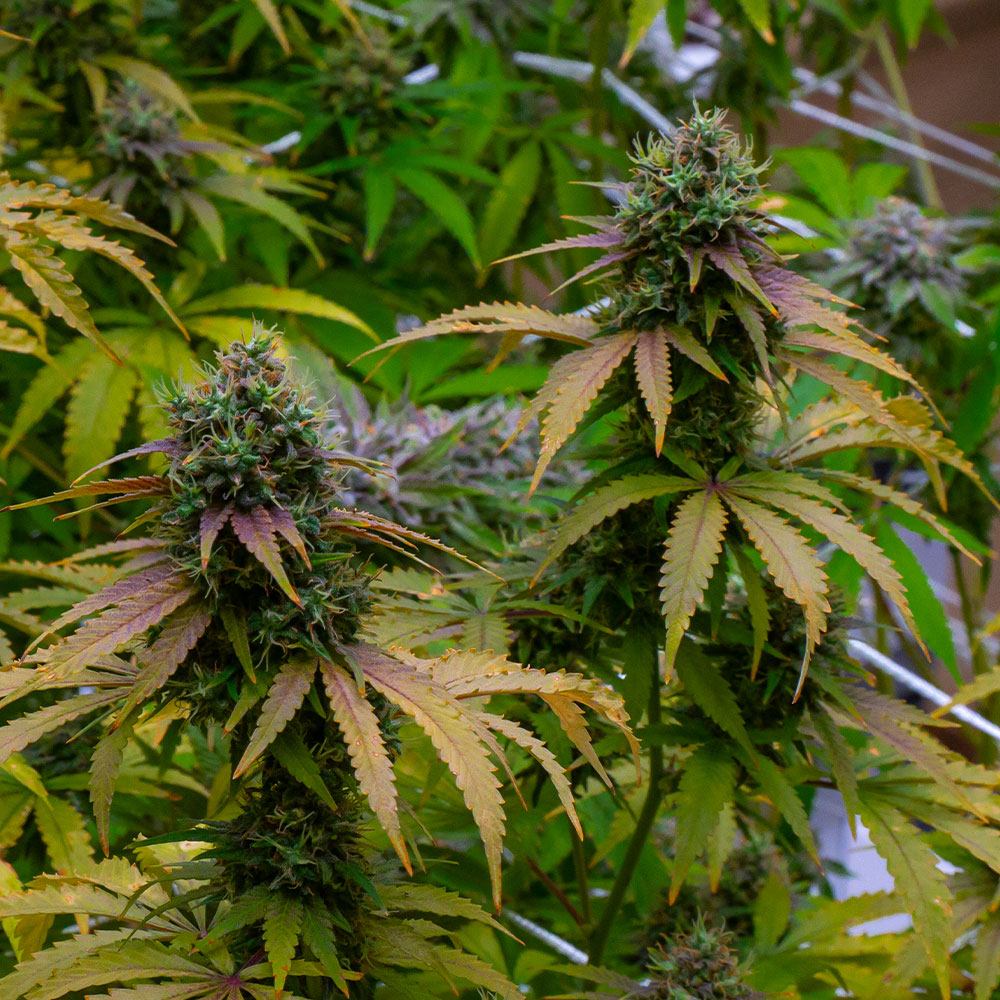 Texas-grown Big Poppa cannabis flower from Hye Harvest, a small-batch THCa hemp-derived Wild Flower.