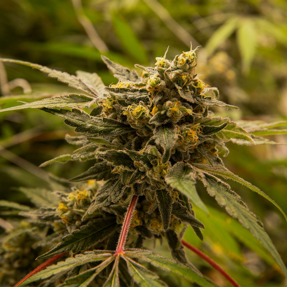 ZZ Bop hemp-derived cannabis flower from Hye Harvest, federally compliant THCa flower available to order online.