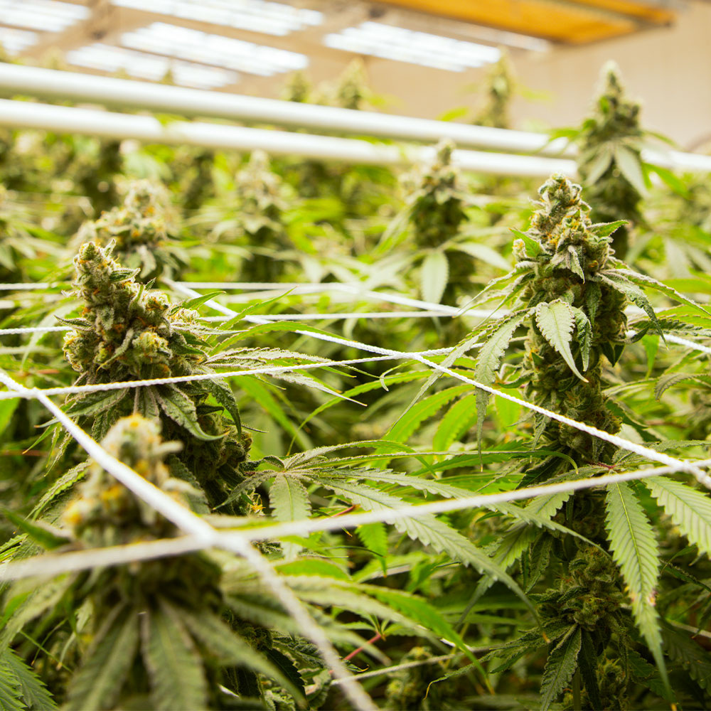 Buy Hye Harvest ZZ Bop THCa hemp, cannabis  flower grown indoors in Hye, Texas.