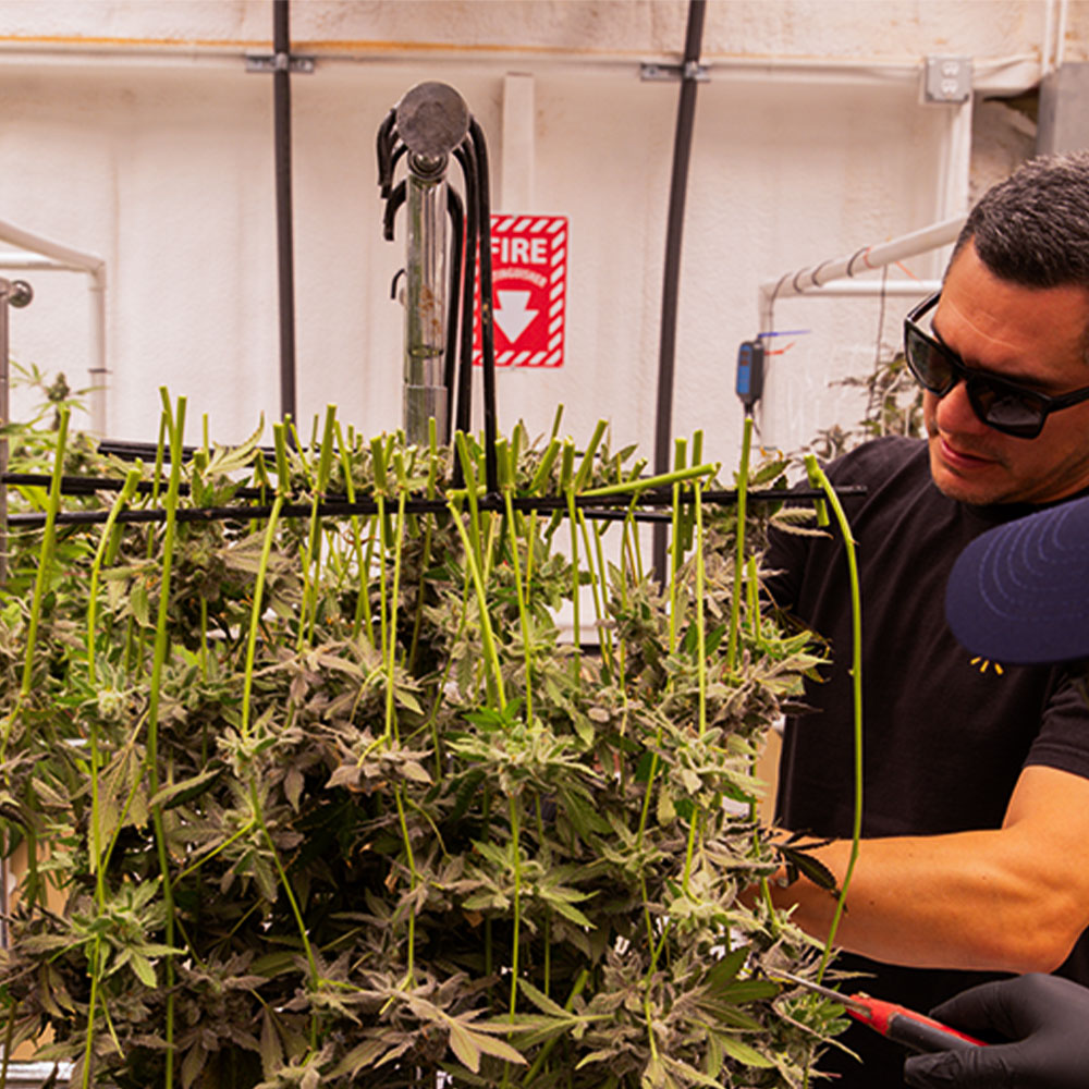 ZZ Bop THCa flower from Hye Harvest, a federally compliant hemp-derived cannabis flower grown in Hye, Texas.